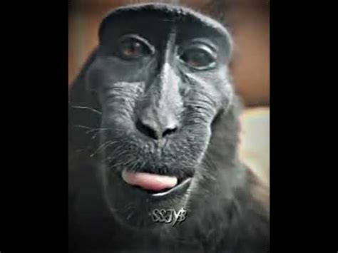 Yakışıklı maymun